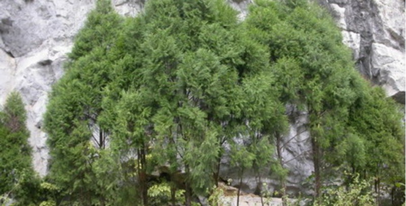Đa dạng sinh học trong vùng Công viên địa chất Lạng Sơn