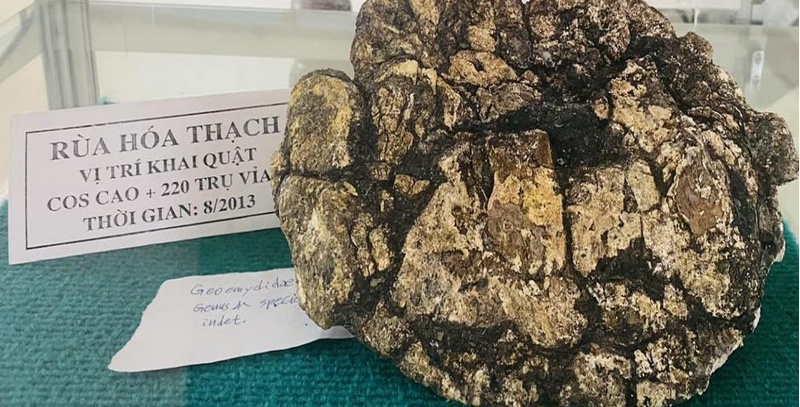 Bể trầm tích Na Dương - “Một cánh cửa đặc biệt để nhìn vào các hệ sinh thái Eocene từ Đông Nam Á”