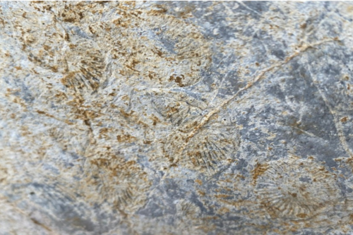 Hóa thạch tiêu biểu trong vùng Công viên địa chất toàn cầu UNESCO Lạng Sơn