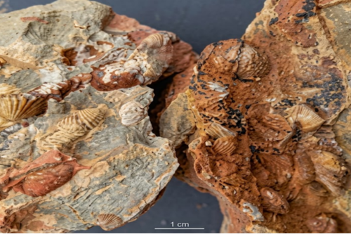 Hóa thạch tiêu biểu trong vùng Công viên địa chất toàn cầu UNESCO Lạng Sơn