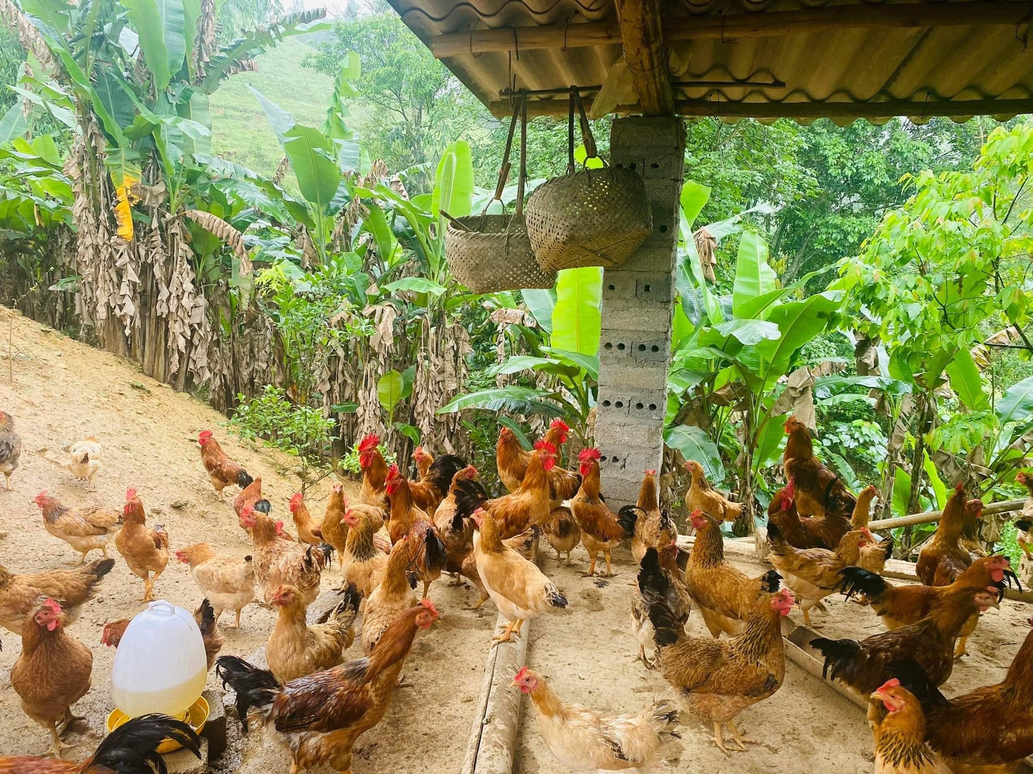 Hộ nuôi Gà vàng Vạn Linh (anh Phản)