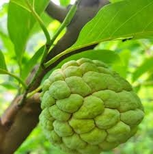 Hợp tác xã Dịch vụ và sản xuất nông nghiệp Đồng Bành